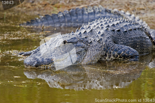 Image of Alligator