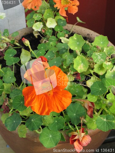 Image of orange flower