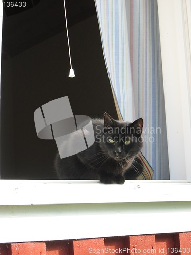 Image of cat in the window