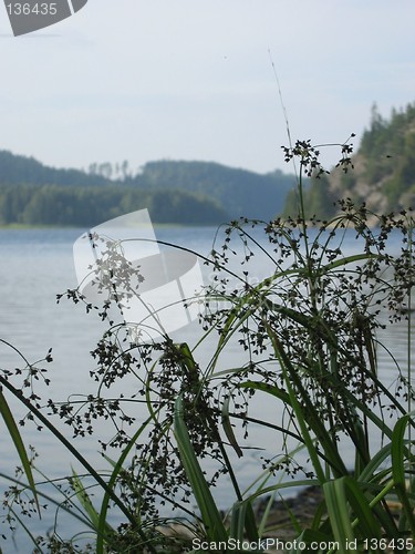 Image of naure by the lake