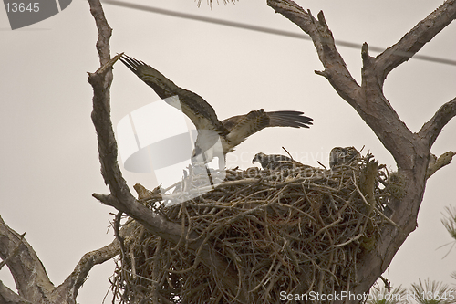 Image of Osprey