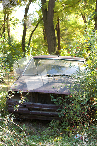 Image of Old, broken car between green bushes 