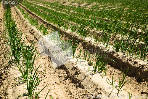 Image of Onions field