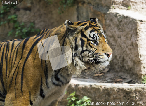 Image of Royal bengal tiger 