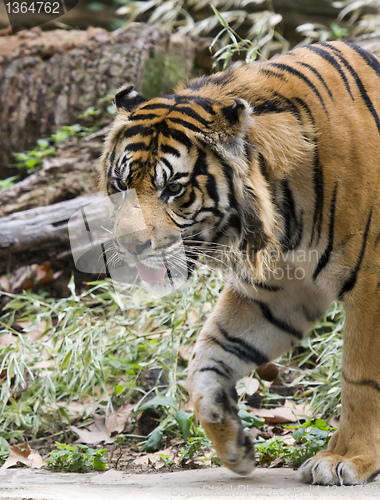 Image of Royal bengal tiger 