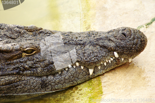 Image of A crocodile is always alert 