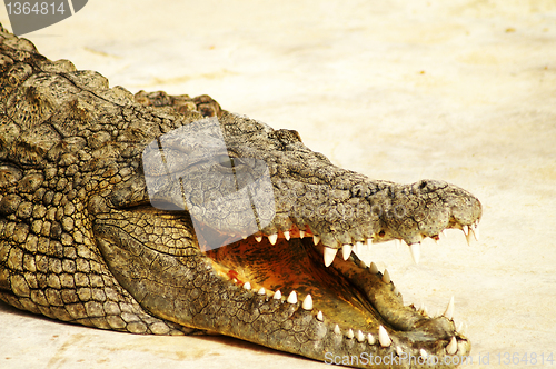 Image of Alligator shows teeth 