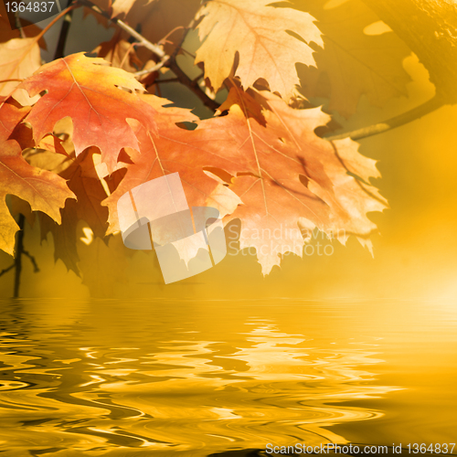 Image of Golden autumn weather