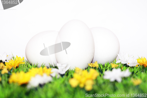 Image of White eggs 