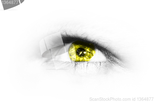 Image of Yellow Iris 