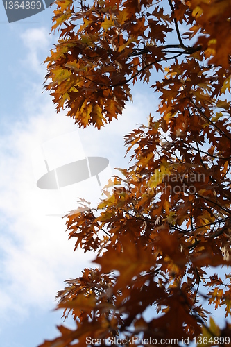 Image of Autumn
