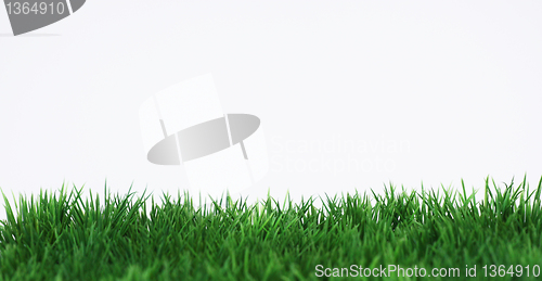 Image of Green grass 