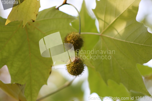 Image of Green Autumn Leaves