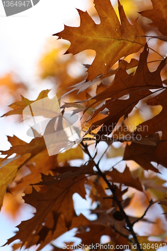 Image of Colorful autumn leaves