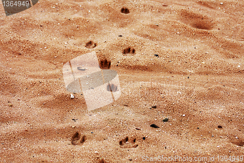 Image of Footprints on the beach