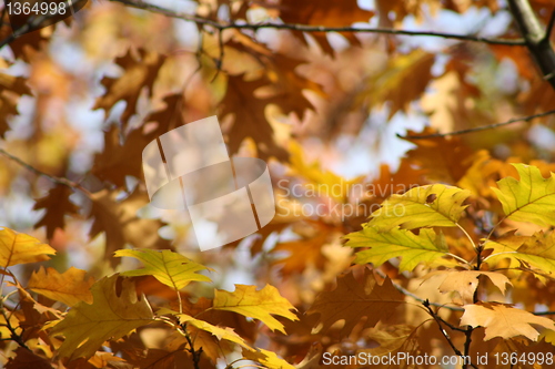 Image of Yellow autumn leaves