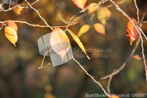 Image of Pair of leaves in autumn