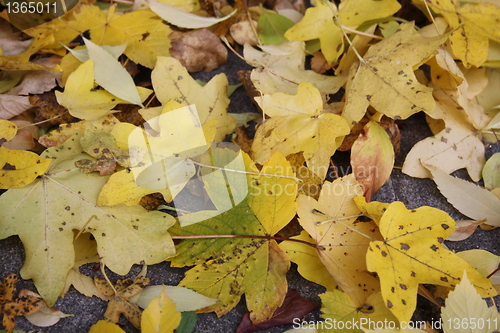 Image of Leaves