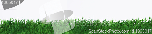 Image of Grass Banner 