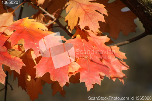 Image of Rose Autumn Leaves