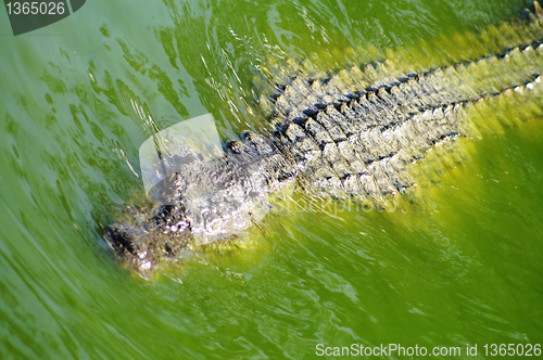 Image of Crocodile - A dangerous fighter 