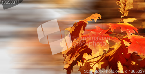 Image of Golden leaves