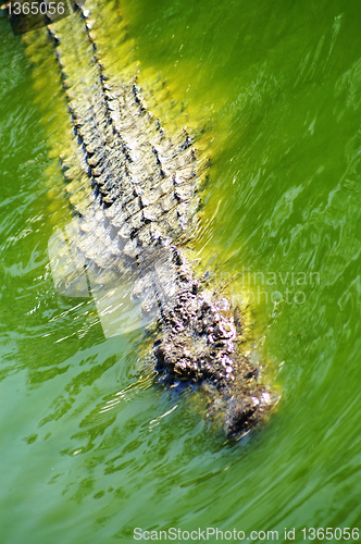 Image of Alligator hunting in the river 