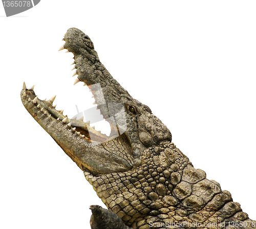 Image of Alligator isolated