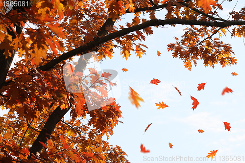 Image of Falling autumn leaves