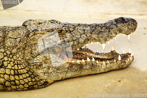 Image of Alligator shows his teeth 