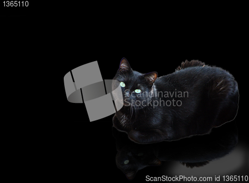 Image of Black Kitty