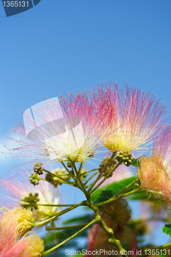 Image of Flowers of acacia 