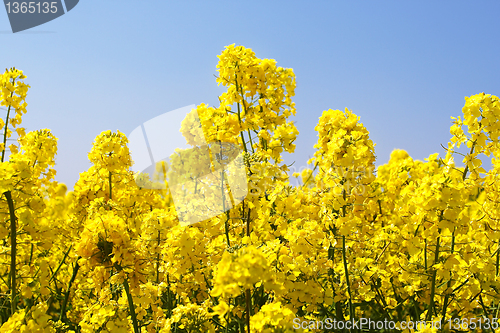 Image of rape field