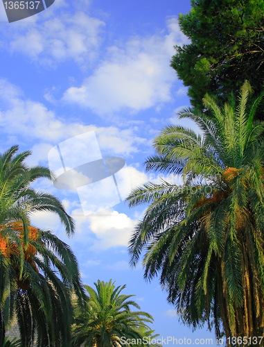 Image of Palms