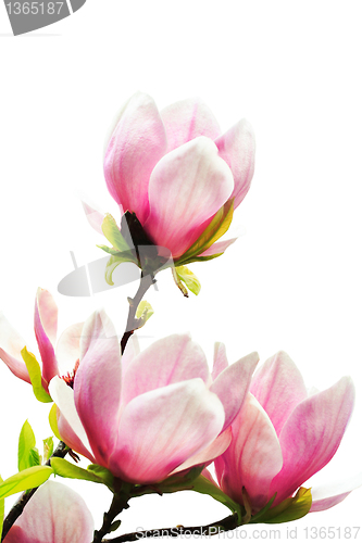 Image of magnolia tree blossoms on white background