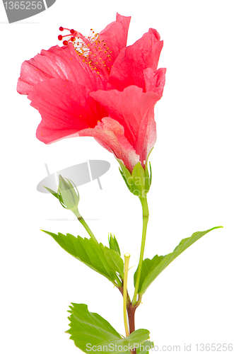 Image of Beautiful pink hibiscus flower