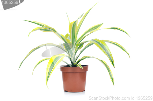Image of Houseplant