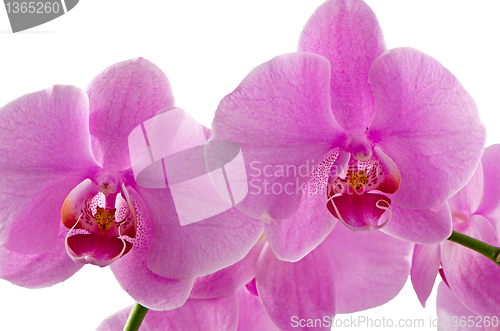Image of Pink orchids