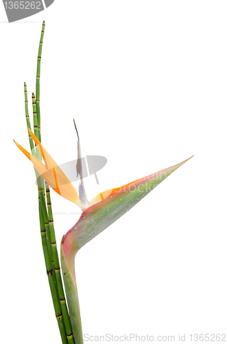 Image of Strelitzia Reginae and reed