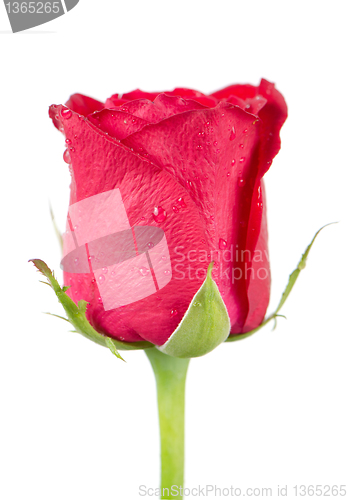 Image of Pink rose flower