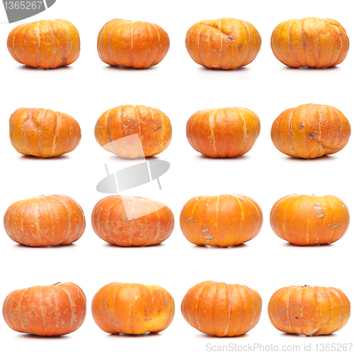 Image of Sixteen fresh pumpkins