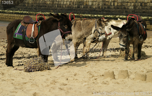 Image of Donkey Ride