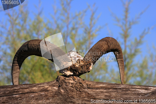 Image of Bull skull with long horns 