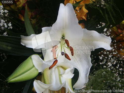 Image of Lilies