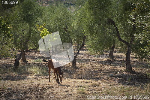 Image of Foal alone in the world