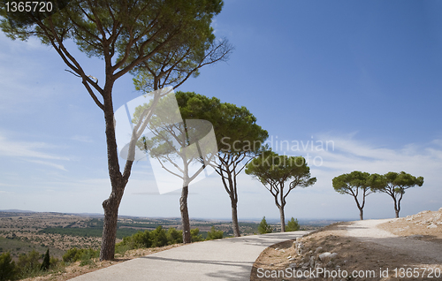 Image of Pines and footpath