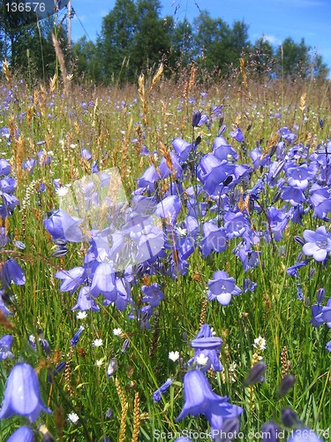 Image of Bluebells