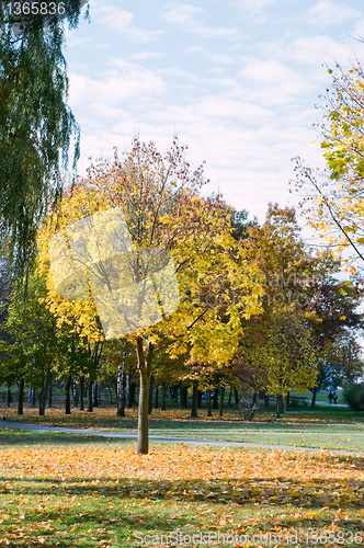 Image of autumn park