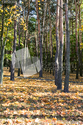 Image of autumn park