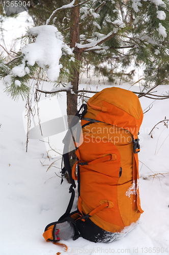 Image of Backpack in snowy pine wood